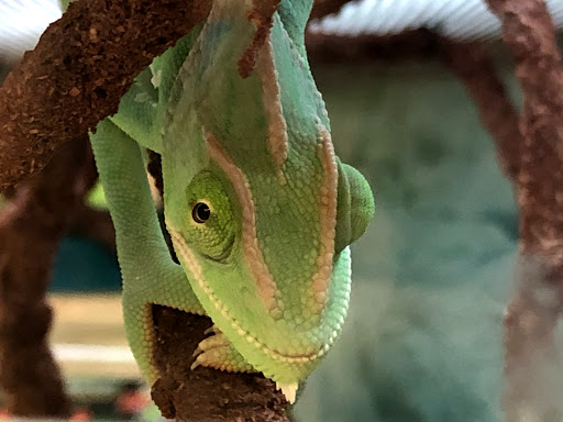 Pet Supply Store «Petco Animal Supplies», reviews and photos, 1815 Newport Blvd b, Costa Mesa, CA 92627, USA