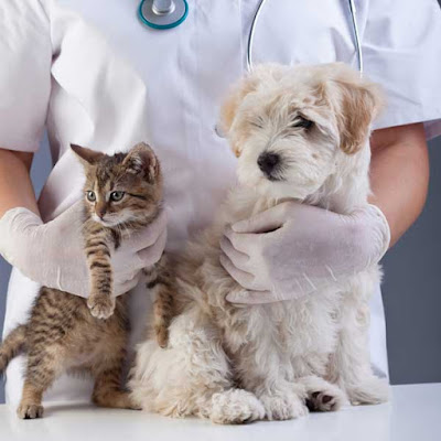 CLINIQUE VETERINAIRE VETORA à Saint-Jean-d'Angély