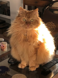 Gato