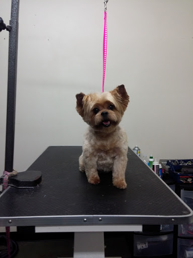 Pet Supply Store «Ma & Paws Pet Supplies», reviews and photos, 206 Anderson Ln N #200, Hendersonville, TN 37075, USA