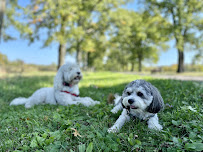 Stonehouse Dogs - Photo 8 - Car repair in New Paltz, NY, Poughkeepsie