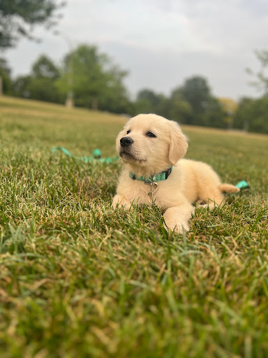Forty Corners Animal Rescue