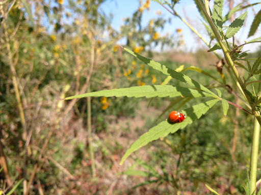 Car Dealer «George White Chevrolet», reviews and photos, US-30, Ames, IA 50010, USA