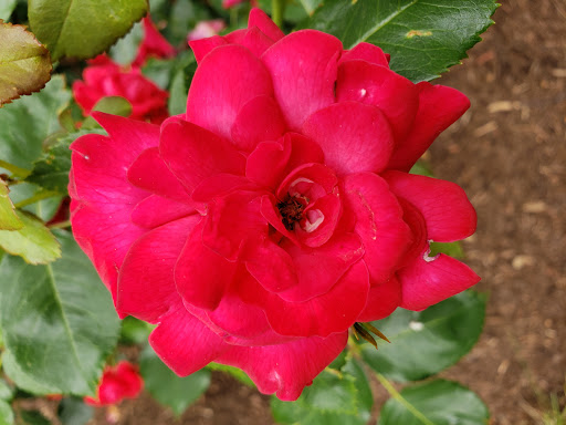 Zoo «Capron Park Zoo», reviews and photos, 201 County St, Attleboro, MA 02703, USA