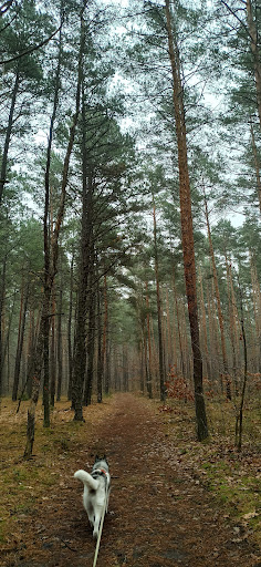 Lasy Sękocińskie