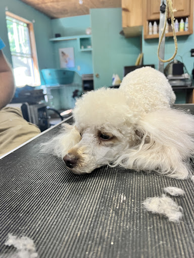 Top Notch Dog Grooming