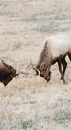 Nature Preserve «Elk and Bison Prairie», reviews and photos, Elk & Bison Prairie Rd, Golden Pond, KY 42211, USA