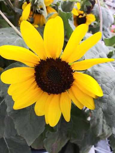 Home Improvement Store «The Home Depot», reviews and photos, 2421 Old Taylor Rd, Chesapeake, VA 23321, USA