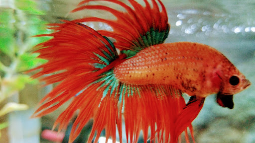 Tropical Fish Store «Aquatic Dog», reviews and photos, 7429 E Iliff Ave, Denver, CO 80231, USA