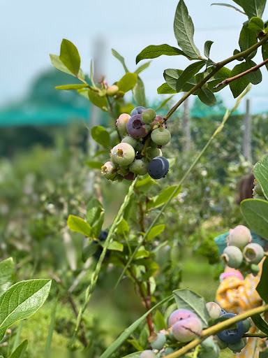 Farm «Russell Orchards», reviews and photos, 143 Argilla Rd, Ipswich, MA 01938, USA