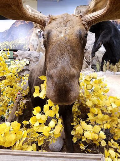 Outdoor Sports Store «Field & Stream», reviews and photos, 5215 Century Ave, Kalamazoo, MI 49006, USA