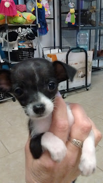 THE PET STORE - Photo 6 - Car repair in Midland, TX, Midland