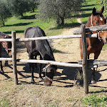 Photo n°1 de l'avis de Stefano.o fait le 18/10/2020 à 15:45 sur le  Ristorante agrituristico il giardino segreto à Tarano