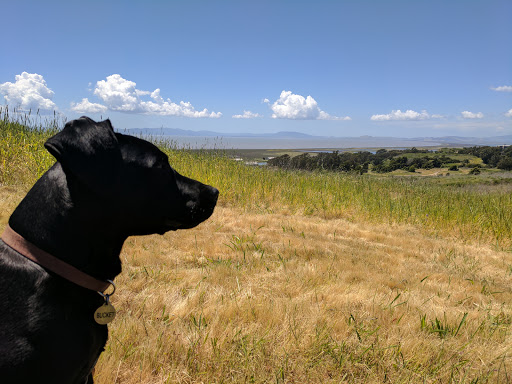 Nature Preserve «Mare Island Shoreline Heritage Preserve», reviews and photos, 1595 Railroad Ave, Vallejo, CA 94592, USA