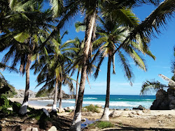 Tembo beach'in fotoğrafı imkanlar alanı
