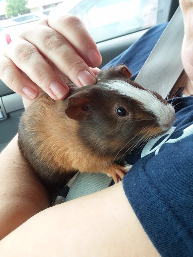 Pet Supply Store «PetSmart», reviews and photos, 5857 NJ-42, Turnersville, NJ 08012, USA