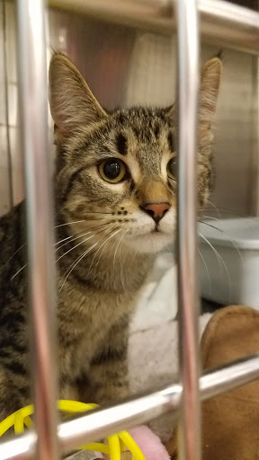 Pet Supply Store «PetSmart», reviews and photos, 8460 Tamarack Village, Woodbury, MN 55125, USA