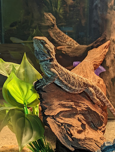 Pet Supply Store «PetSmart», reviews and photos, 14290 Plymouth Ave, Burnsville, MN 55337, USA