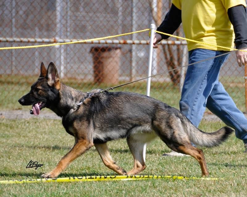 Pittsburgh Dog Training
