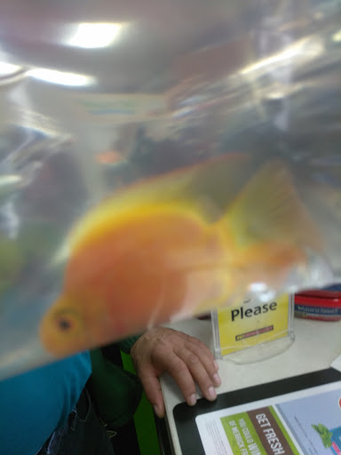 Pet Supply Store «Pet Supermarket», reviews and photos, 1040 Palm Coast Pkwy NW, Palm Coast, FL 32137, USA