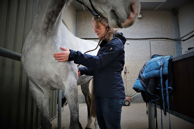 Katleen Merckx | Paardenarts - Vétérinaire Equin openingstijden