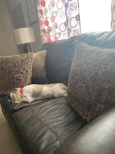 Pet Supply Store «Petco Animal Supplies», reviews and photos, 2520 E 3rd St, Bloomington, IN 47401, USA