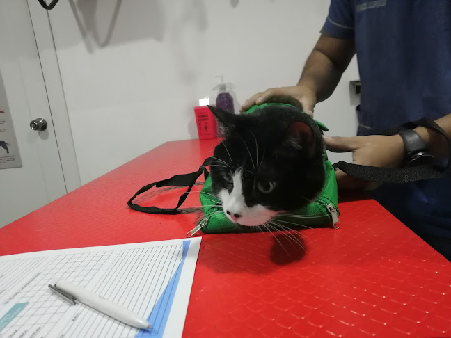 Opinii despre DREAMVET VETERINARIA în Quito - Veterinario