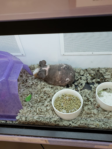 Pet Supply Store «Petco Animal Supplies», reviews and photos, 845 S Arroyo Pkwy, Pasadena, CA 91105, USA