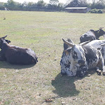 Photo n°1 de l'avis de Markus.. fait le 09/12/2019 à 11:27 sur le  Wildpark Hotel à Bad Marienberg