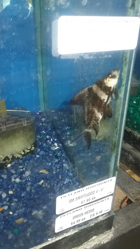 Pet Store «Petland Discounts - Parkchester», reviews and photos, 1949 Westchester Ave, Bronx, NY 10462, USA