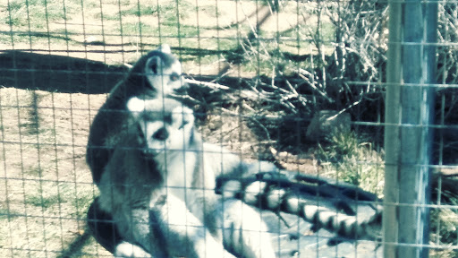 Zoo «Heritage Park Zoological Sanctuary», reviews and photos, 1403 Heritage Park Rd, Prescott, AZ 86301, USA