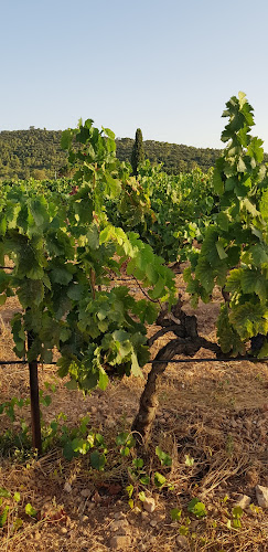 DOMAINE TURENNE à Cuers