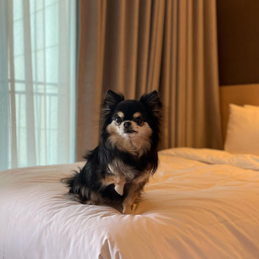 Pet Supply Store «The Pet Store Next Door», reviews and photos, 687 Glen Cove Rd, Glen Head, NY 11545, USA