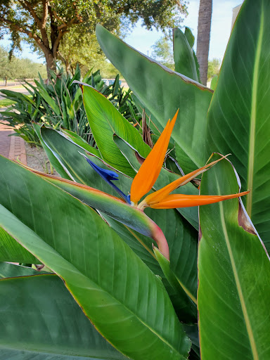 Convention Center «McAllen Convention Center», reviews and photos, 700 Convention Center Blvd, McAllen, TX 78501, USA