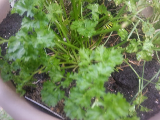 National Park «Battery Kemble Park», reviews and photos, 3035 Chain Bridge Rd NW, Washington, DC 20016, USA