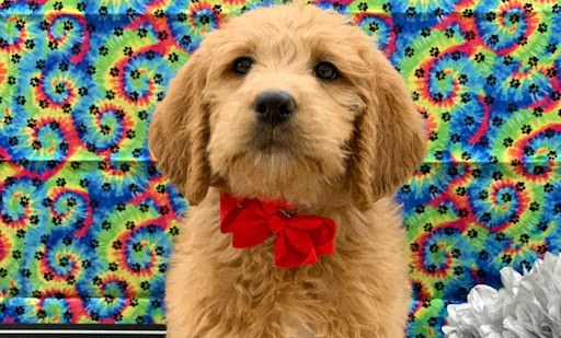 Pet Store «Happiness Is Pets», reviews and photos, 15 W Golf Rd, Arlington Heights, IL 60005, USA