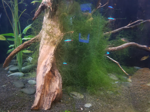 Aquarium «Via Aquarium», reviews and photos, 93 W Campbell Rd, Schenectady, NY 12306, USA
