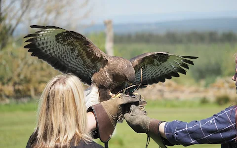 Falconry Days image