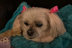 Bella's Paw Spa Pet Grooming image