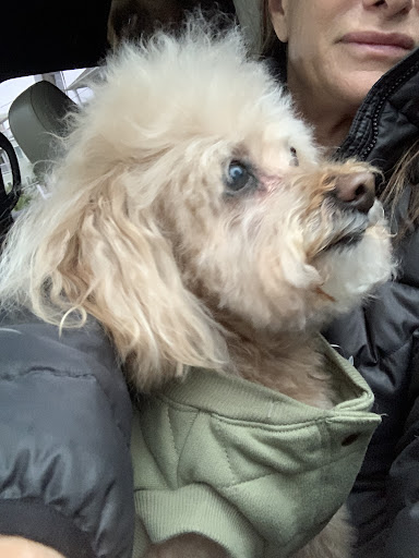 Pet Supply Store «PetSmart», reviews and photos, 5226 S College Rd, Wilmington, NC 28412, USA