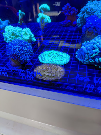 Tropical Fish Store «Barrier Reef Aquariums», reviews and photos, 1717 NE 44th St # A, Renton, WA 98056, USA