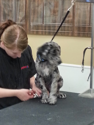 Pet Supply Store «Petco Animal Supplies», reviews and photos, 12765 Harper Village Dr #140, Battle Creek, MI 49014, USA