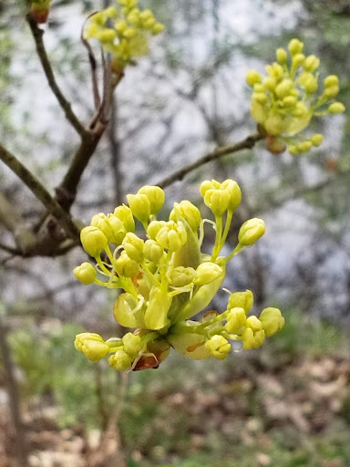 Park «Plum Creek Park», reviews and photos, Cherry St, Kent, OH 44240, USA