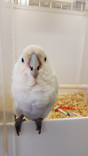 Bird Shop «Angels Bird Jungle», reviews and photos, 1031 Broad St, Shrewsbury, NJ 07702, USA