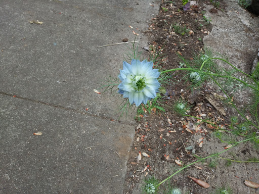 Park «Oregon Park», reviews and photos, NE Oregon St & NE 30th Ave, Portland, OR 97232, USA