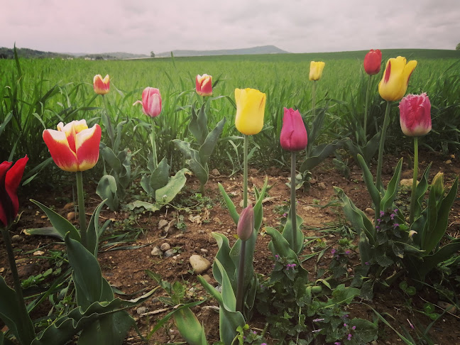 Comentarii opinii despre Self Service Bauernladen