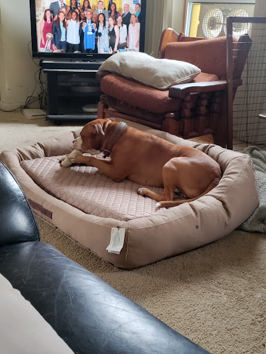 Pet Supply Store «Petco Animal Supplies», reviews and photos, 2005 W 8 Mile Rd, Detroit, MI 48203, USA