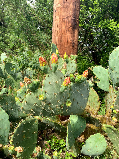 Park «McAllister Park», reviews and photos, 13102 Jones Maltsberger Rd, San Antonio, TX 78247, USA