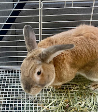 Animal Adventures and TLC, LLC - Photo 8 - Car repair in North Branford, CT, New Haven