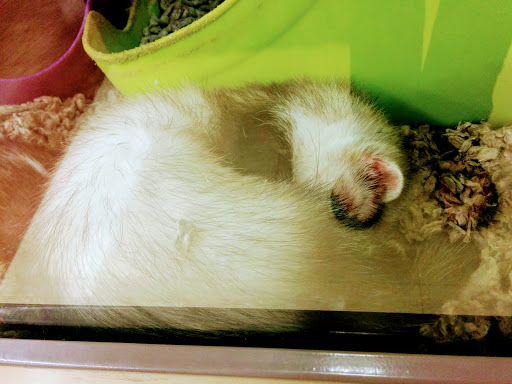 Pet Supply Store «Petco Animal Supplies», reviews and photos, 1621 Emmet St N, Charlottesville, VA 22901, USA